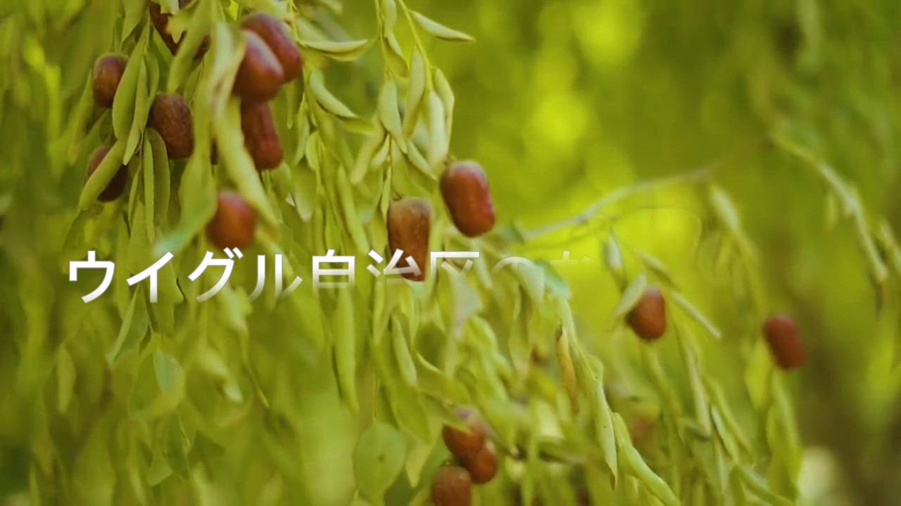 denden09ナツメ 種  （500g)2袋と白きく2袋，黒キク1 denden09様専用ナツメ 種 （500g)2袋と白きく2袋，黒キク1の通販