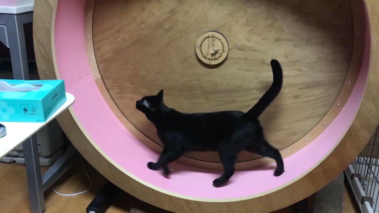 静音構造・組立済・設場所まで運搬・開梱】キャットホイール（外