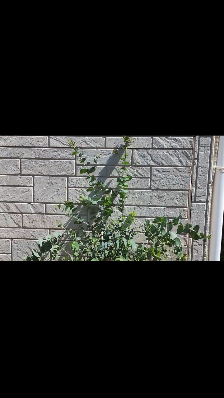 ユーカリ アップルボックス 8号 （観葉植物：0513） 新築祝い