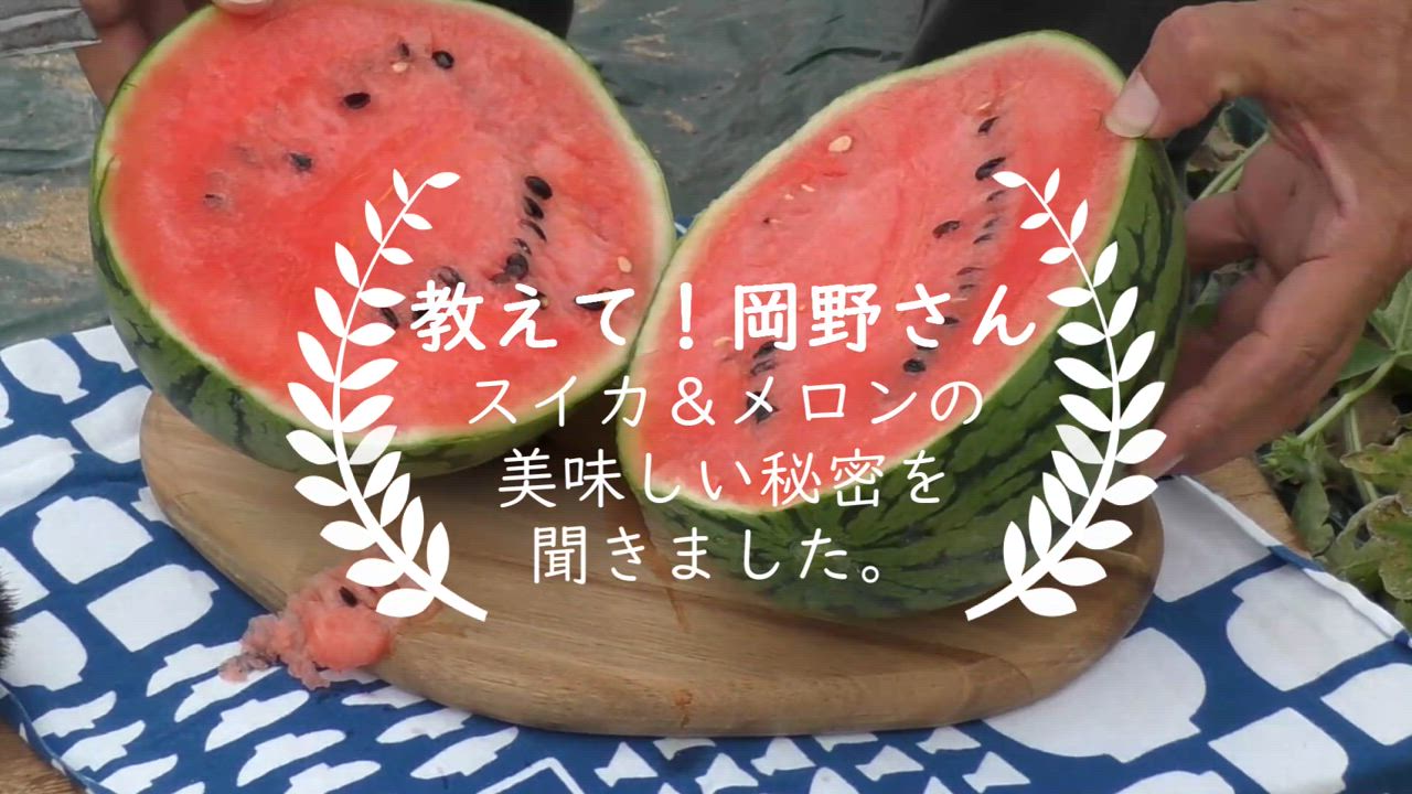 京丹後の宝石 岡野さんの砂丘スイカ 小玉スイカ 3Lサイズ すいか