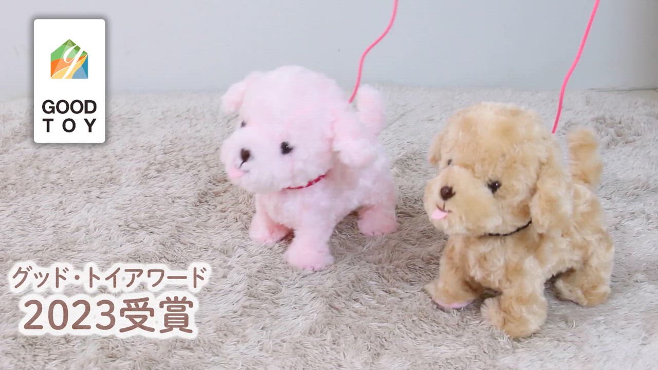 初めて見るシャボン玉🫧に興味津々のチワワちゃんです🐶 #ペット