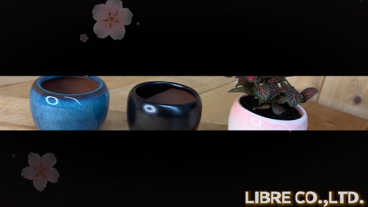 塊根植物 花付き 黒鉢 冬型塊根＆陶器鉢入荷！！ – 【公式】花伝 | 福岡県久留米市の園芸店