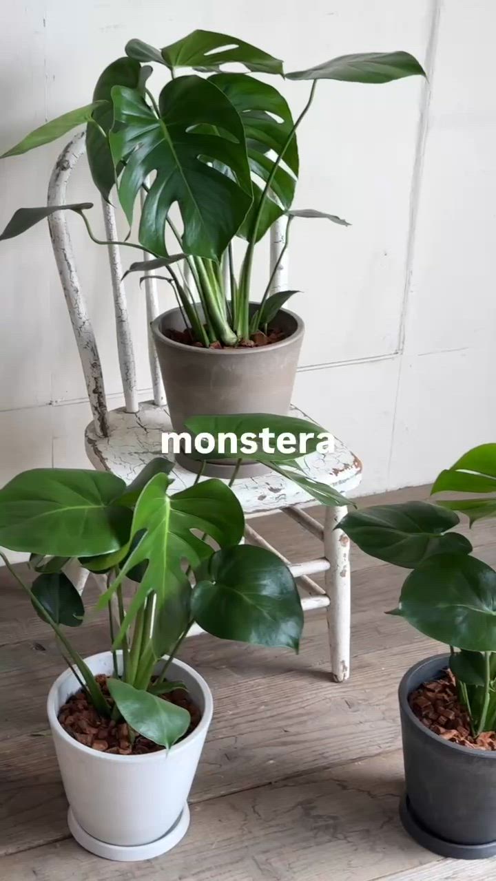 モンステラ 観葉植物 ボタニープランター植え 6号 中型 送料