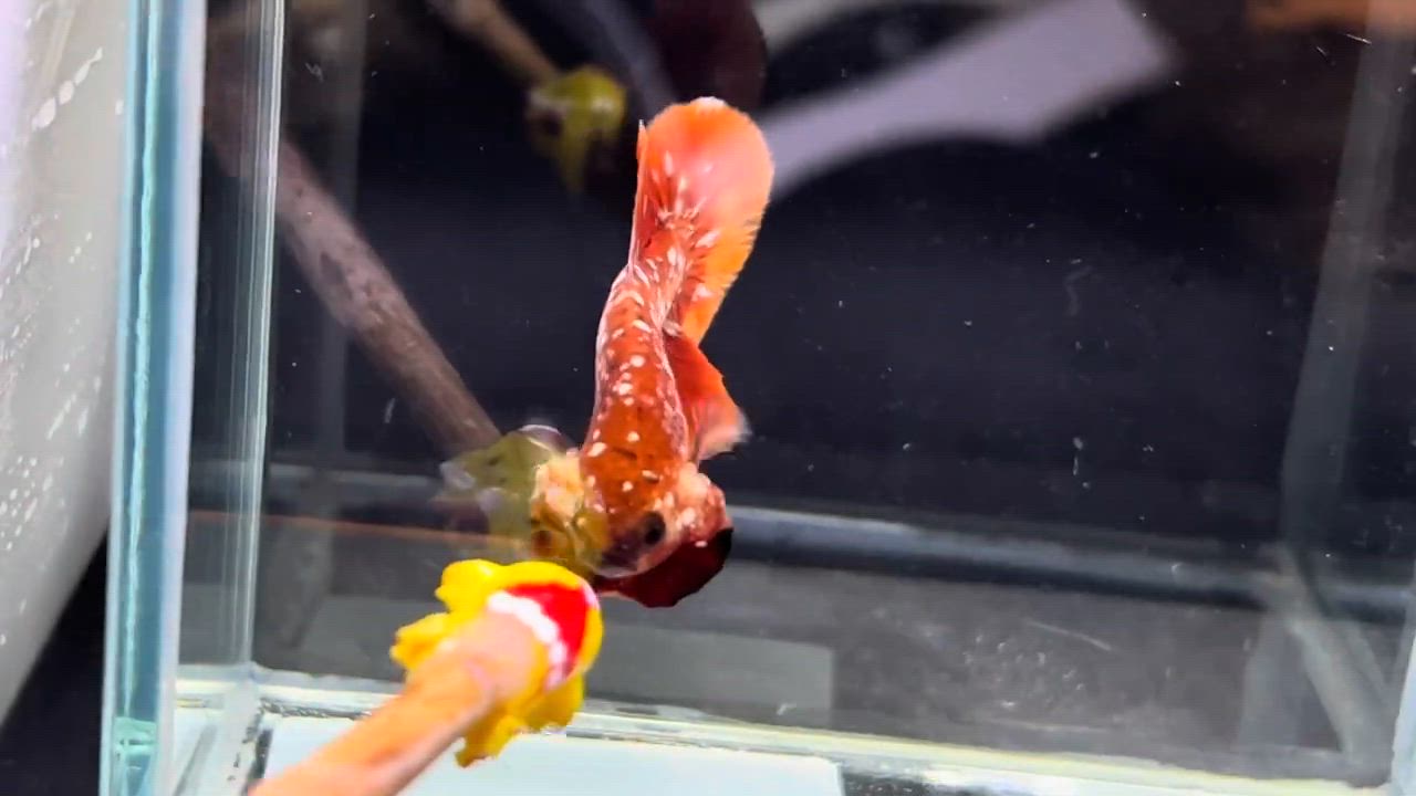 ベタ 熱帯魚 生体 プラカット レッドゴールドギャラクシー オス