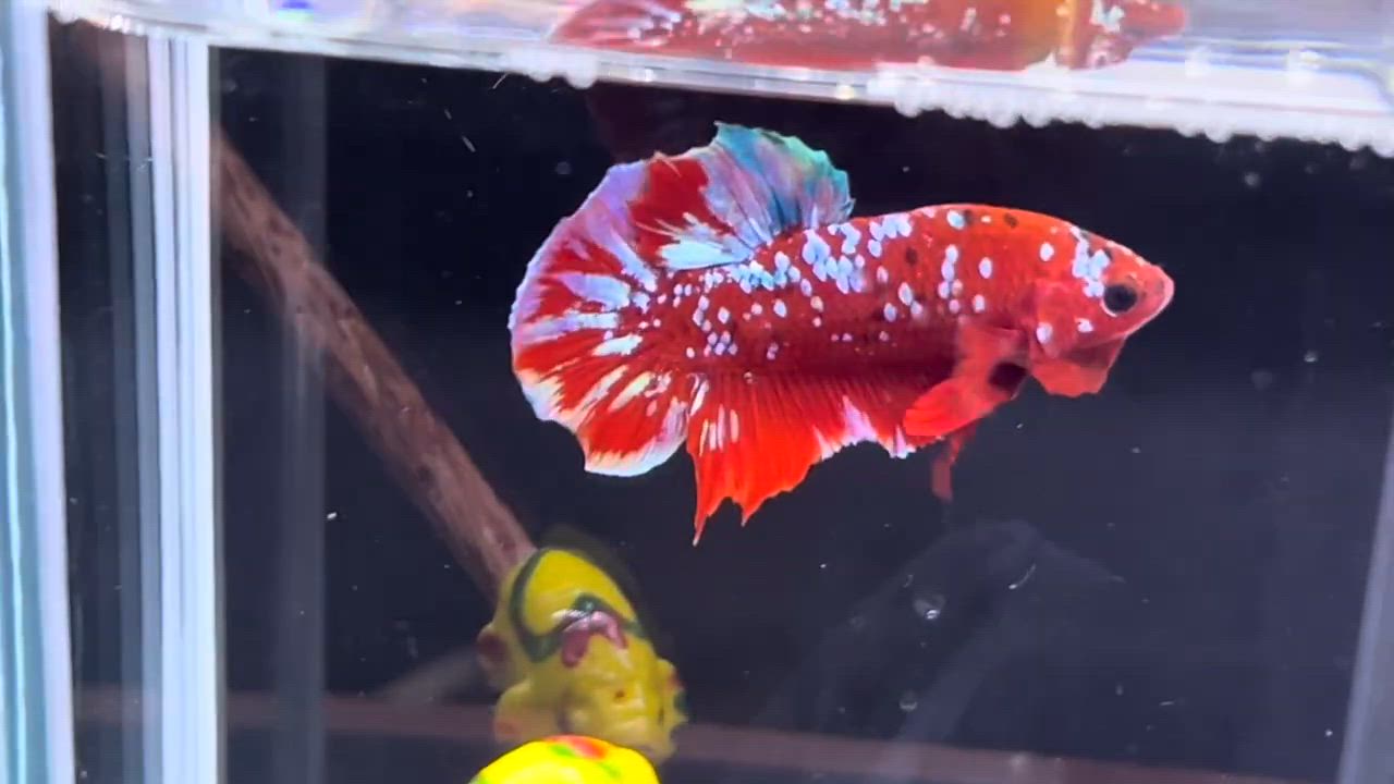 ベタ 熱帯魚 生体 プラカット レッドゴールドギャラクシー オス