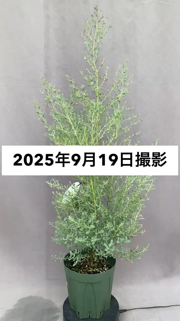 ユーカリ・グニー【フランスブルーレンガン】6号 : 日本ライン