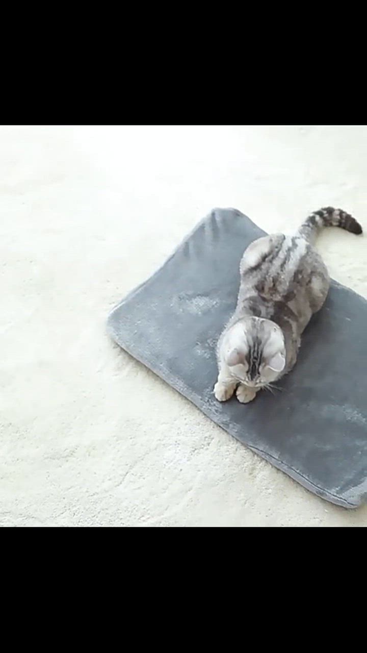 MORITA 電気カーペット 4畳相当 グレー 楽天市場】morita 電気カーペット 4畳の通販