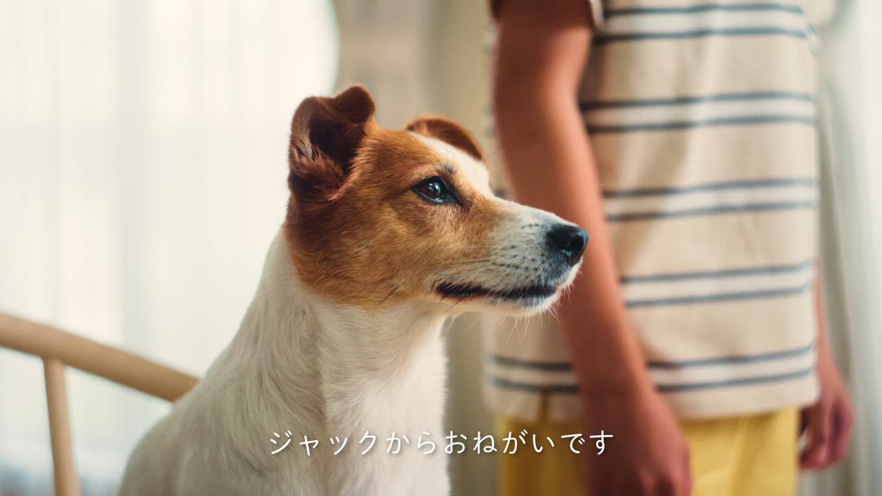 POCHI（ポチ） ザ・ドッグフード ベーシック ラム 3kg ドライフード 小粒 犬 グレインフリー 低脂肪 羊肉 全年齢 | POCHI | 13