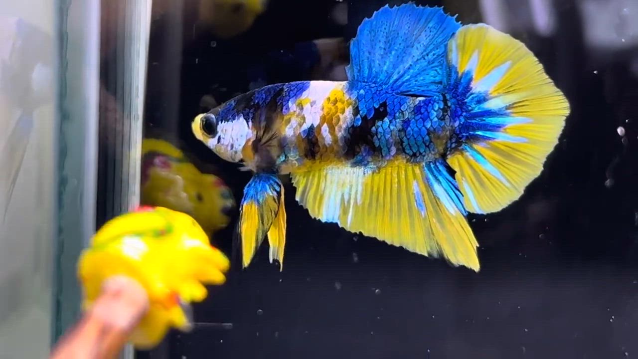 29＜water-flap＞　ベタ　ギャラクシー　イエロータイガー　スターテールオス ショーベタ専門店 よこはま金魚HM イエロータイガーギャラクシーa8446