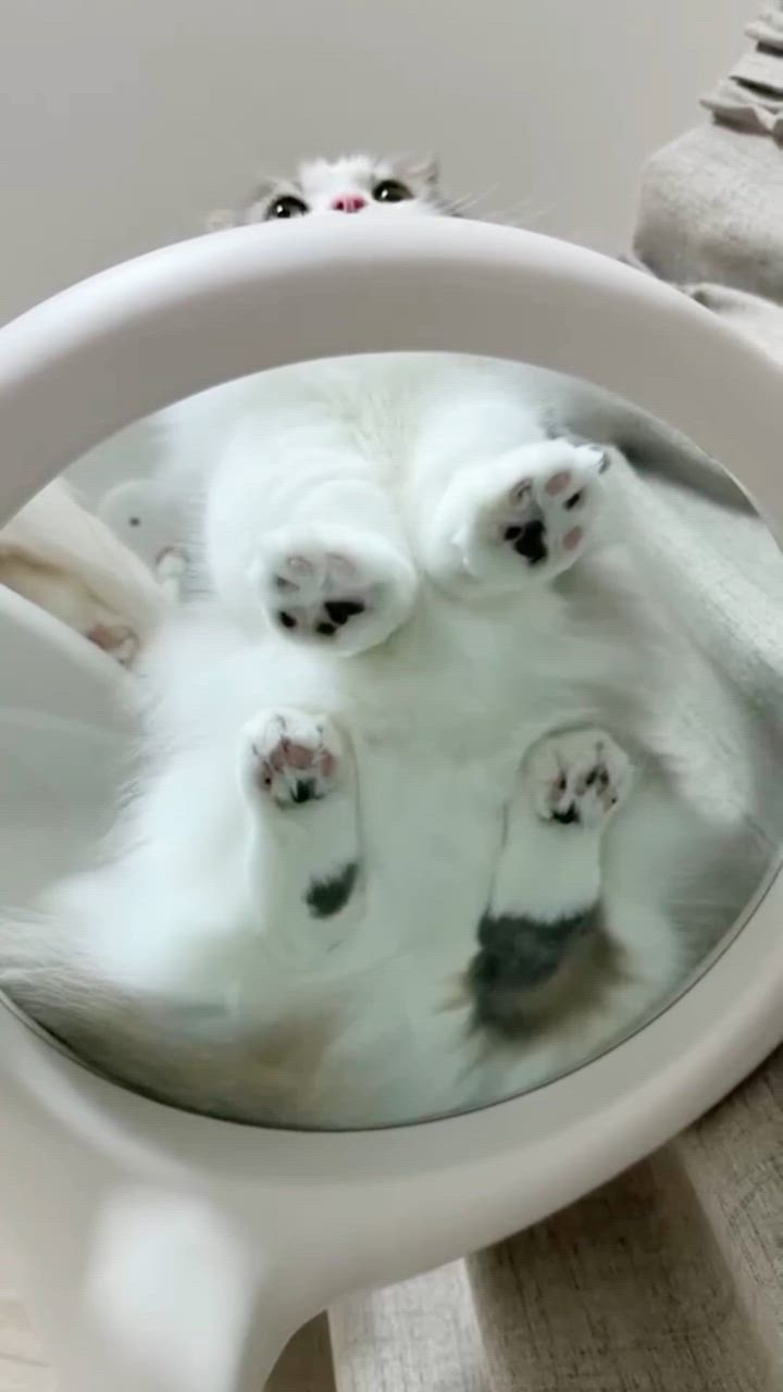 新商品 キャットタワー ステップ 猫 透明 キャットツリー ステップ クリアシェルフ キャットフォレスト 追加オプション | OPPO（ペット） | 15