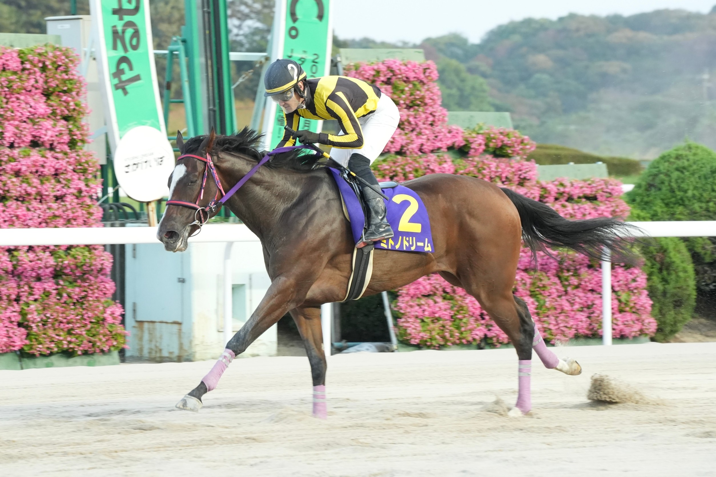 【佐賀競馬】第35回九州ジュニアチャンピオン（2024.9.8）