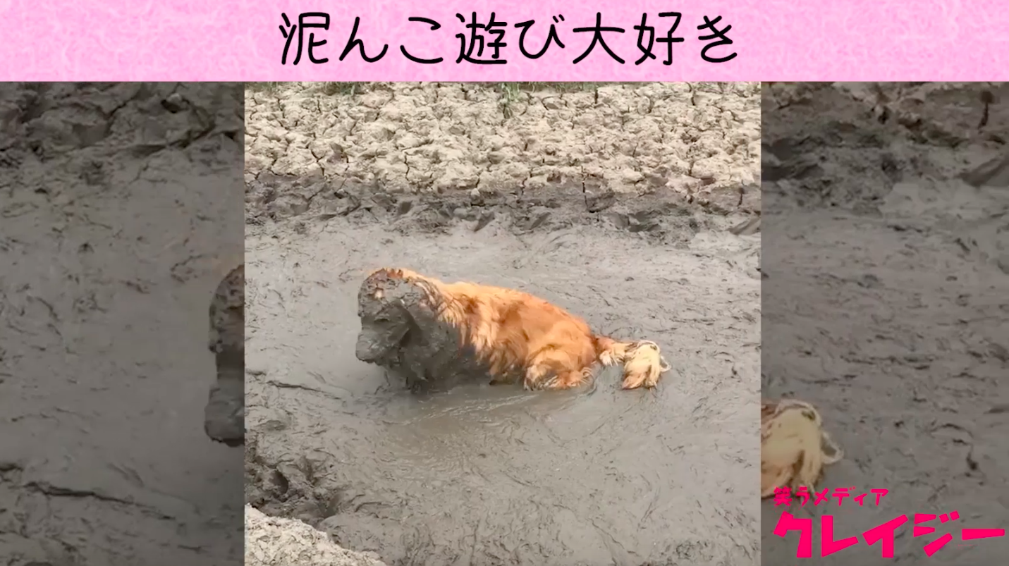 泥んこ遊びが大好きなゴールデン レトリバー 笑うメディア クレイジー Yahoo Japan