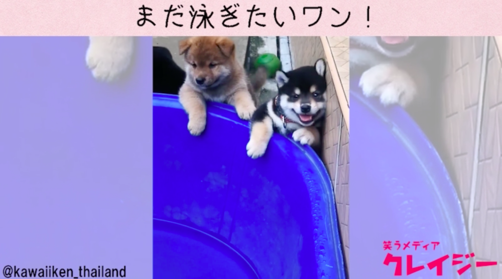 柴犬の子犬 可愛すぎる説 一生懸命な2匹に萌える 笑うメディア クレイジー Yahoo Japan