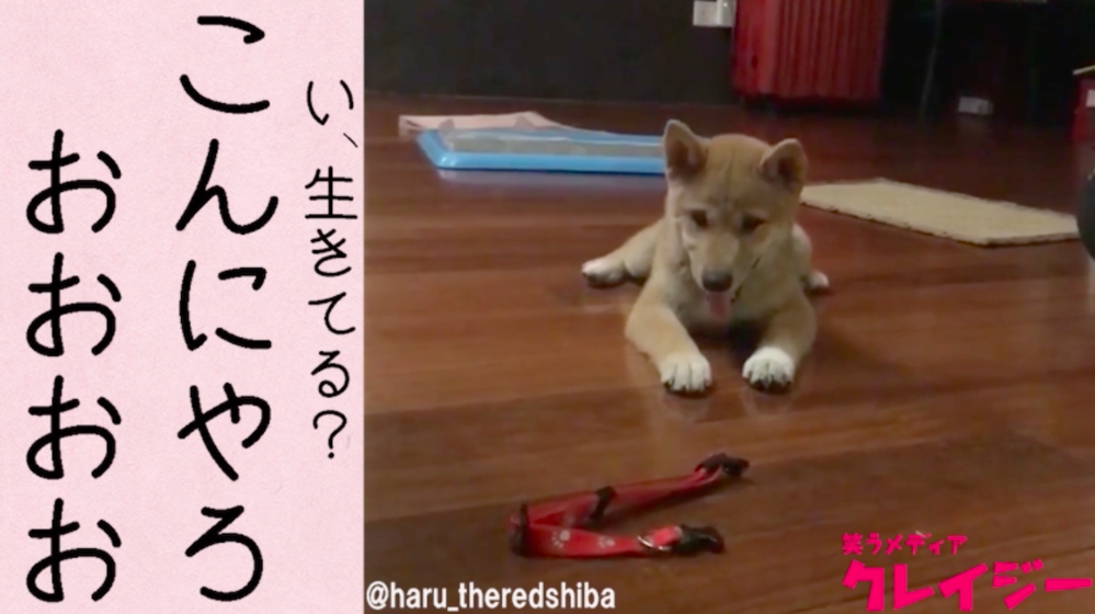 初めての首輪に振り回されまくる、柴犬の子犬（笑） 笑うメディア クレイジー Yahoo! JAPAN