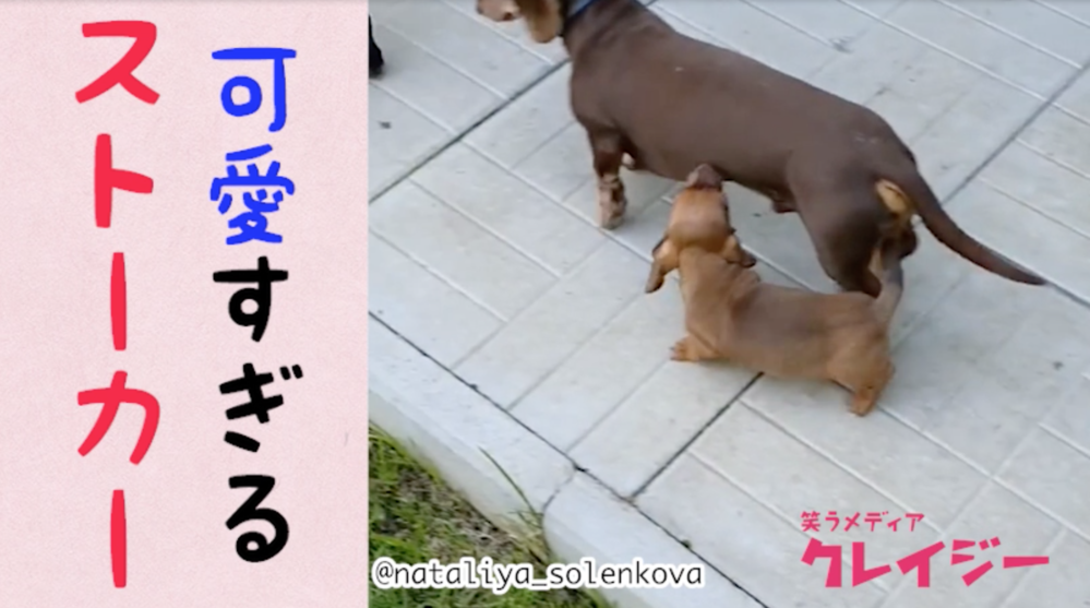 ダックスフントのストーカー犬が可愛すぎる 笑うメディア クレイジー Yahoo Japan