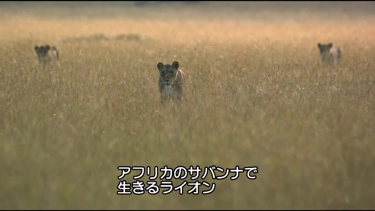 狩り失敗 イノシシの親子に逃げられたライオンの群れ ナショジオ ナショナル ジオグラフィック Yahoo Japan