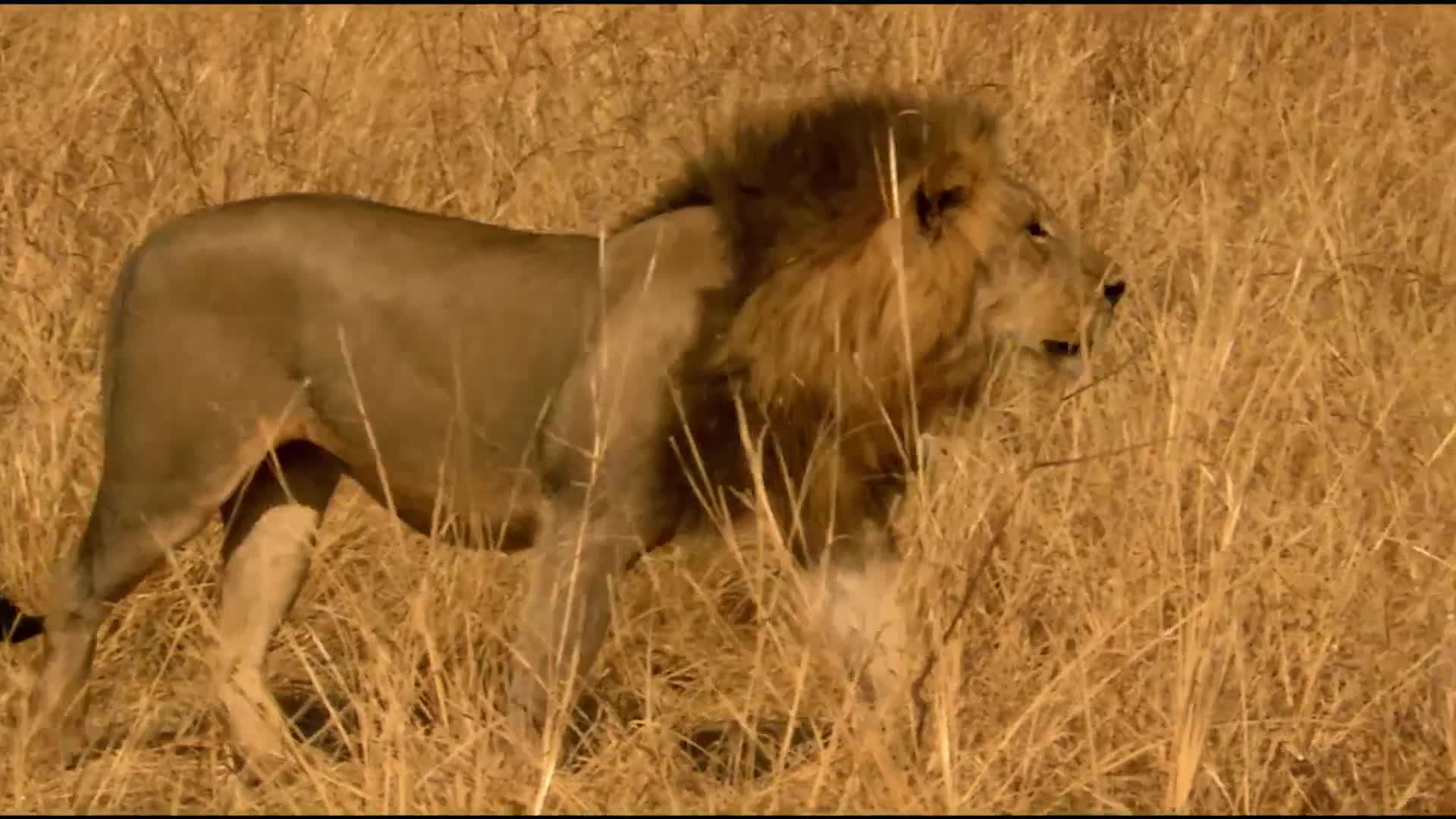 子供たちを守るために雄ライオンに立ち向かう雌ライオンたち ナショジオ ナショナル ジオグラフィック Yahoo Japan