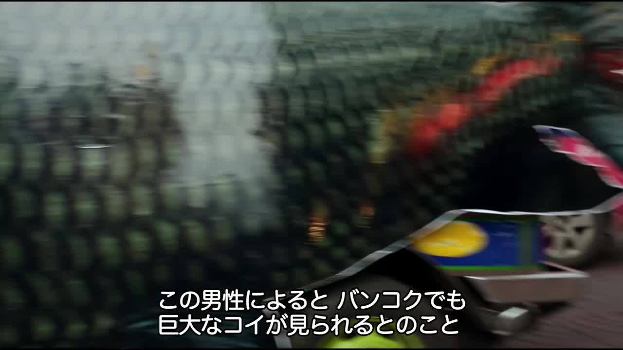 巨大鯉が見られると聞いてやってきた意外な場所 錦鯉のオークション会場 ナショジオ ナショナル ジオグラフィック Yahoo Japan