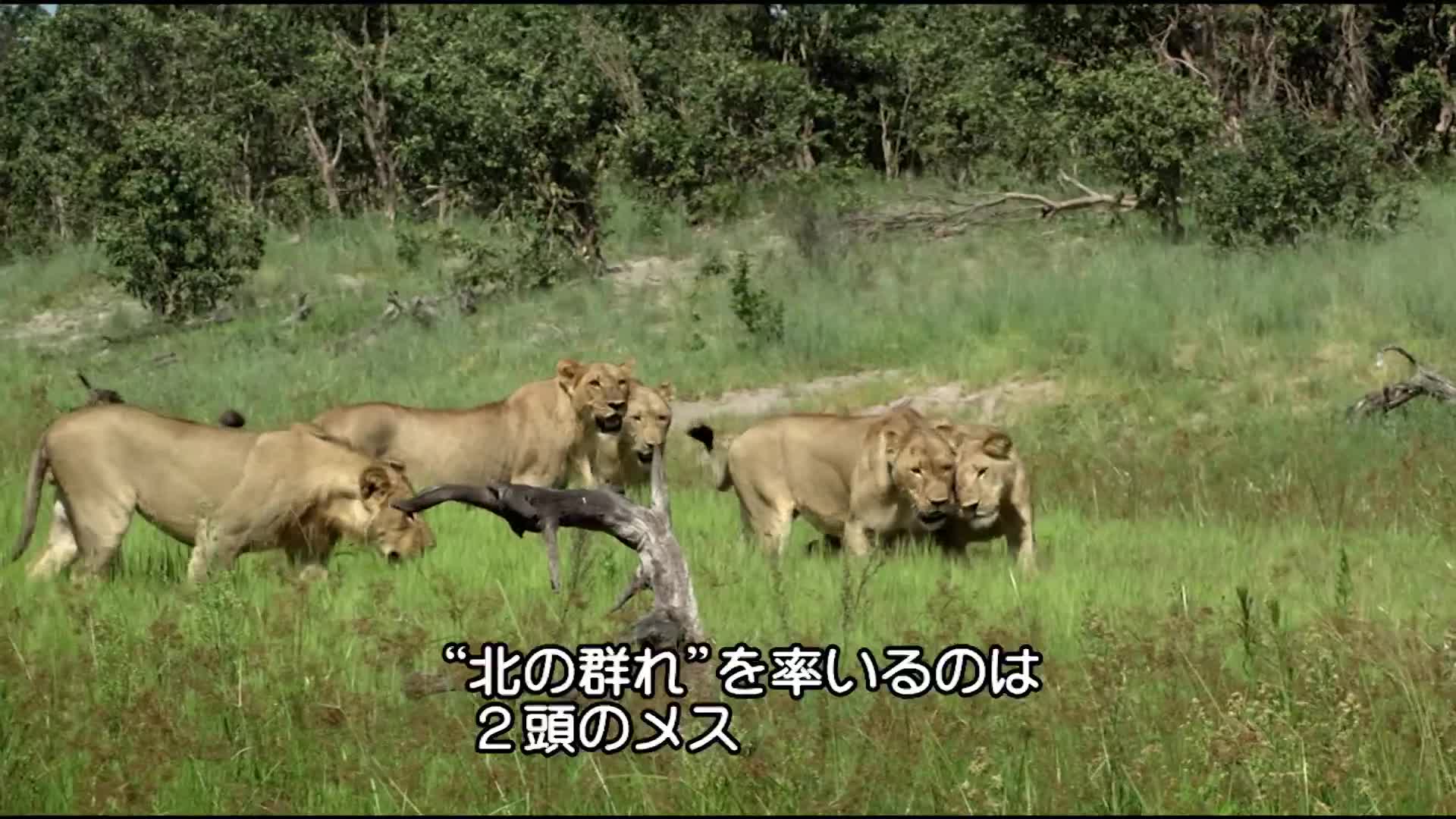 雌ライオンのサタウたちが率いる 北の群れ その群れを捨てたかつての雄リーダー セケカマがやってきて ナショジオ ナショナル ジオグラフィック Yahoo Japan