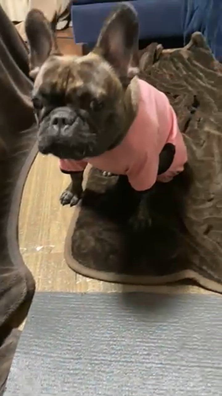 ロイヤルカナン フレンチブルドッグ 成犬・高齢犬用 3kg (犬 ロイヤルカナン フレンチブルドッグ 成犬・高齢犬用 3kg (犬