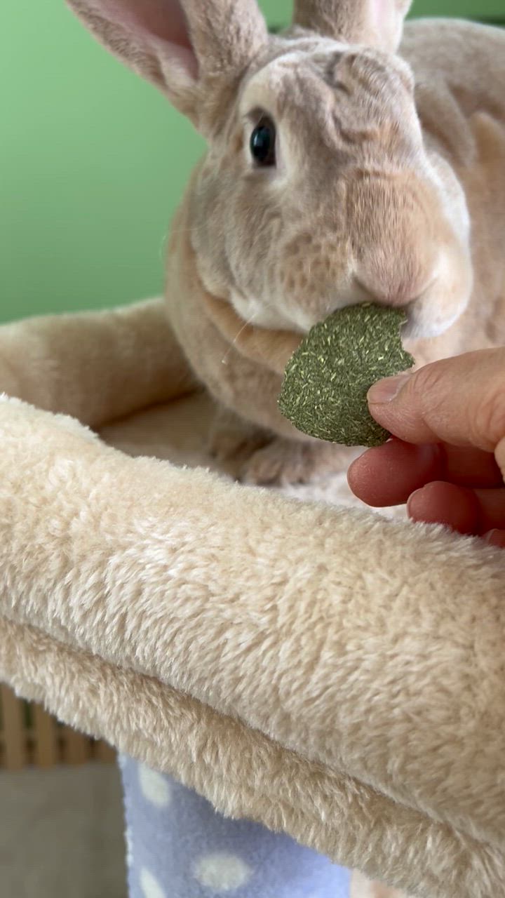チモシー大魔王 Leaf Corp 国産 牧草チップス チモシー 10g 小動物のおやつ