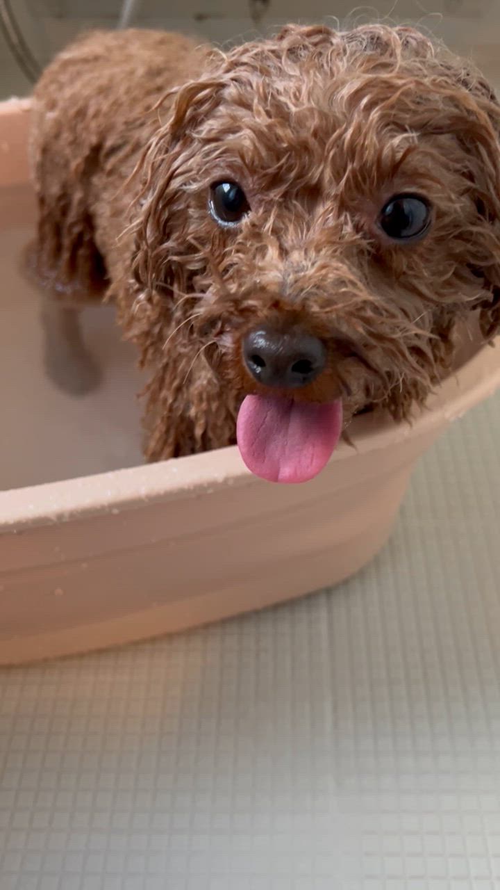 全体のレビュー動画のサムネイル | 4