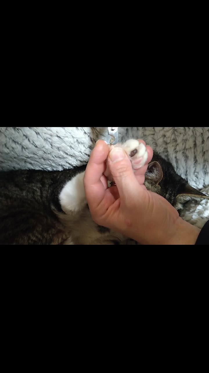 1件目のレビュー動画のサムネイル | 0
