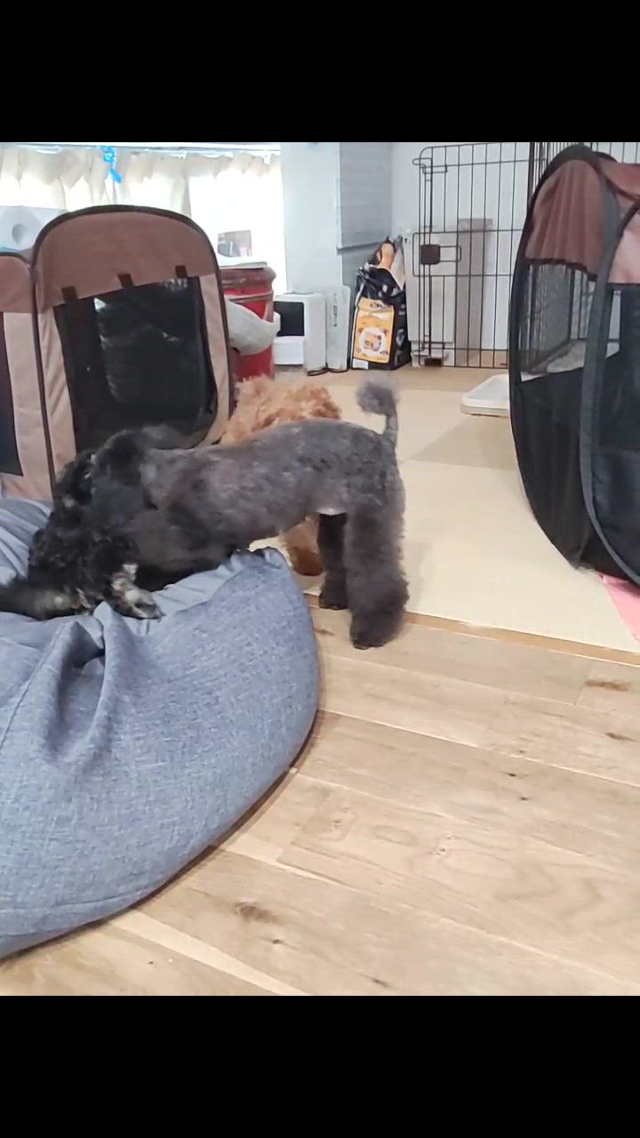全体のレビュー動画のサムネイル | 2