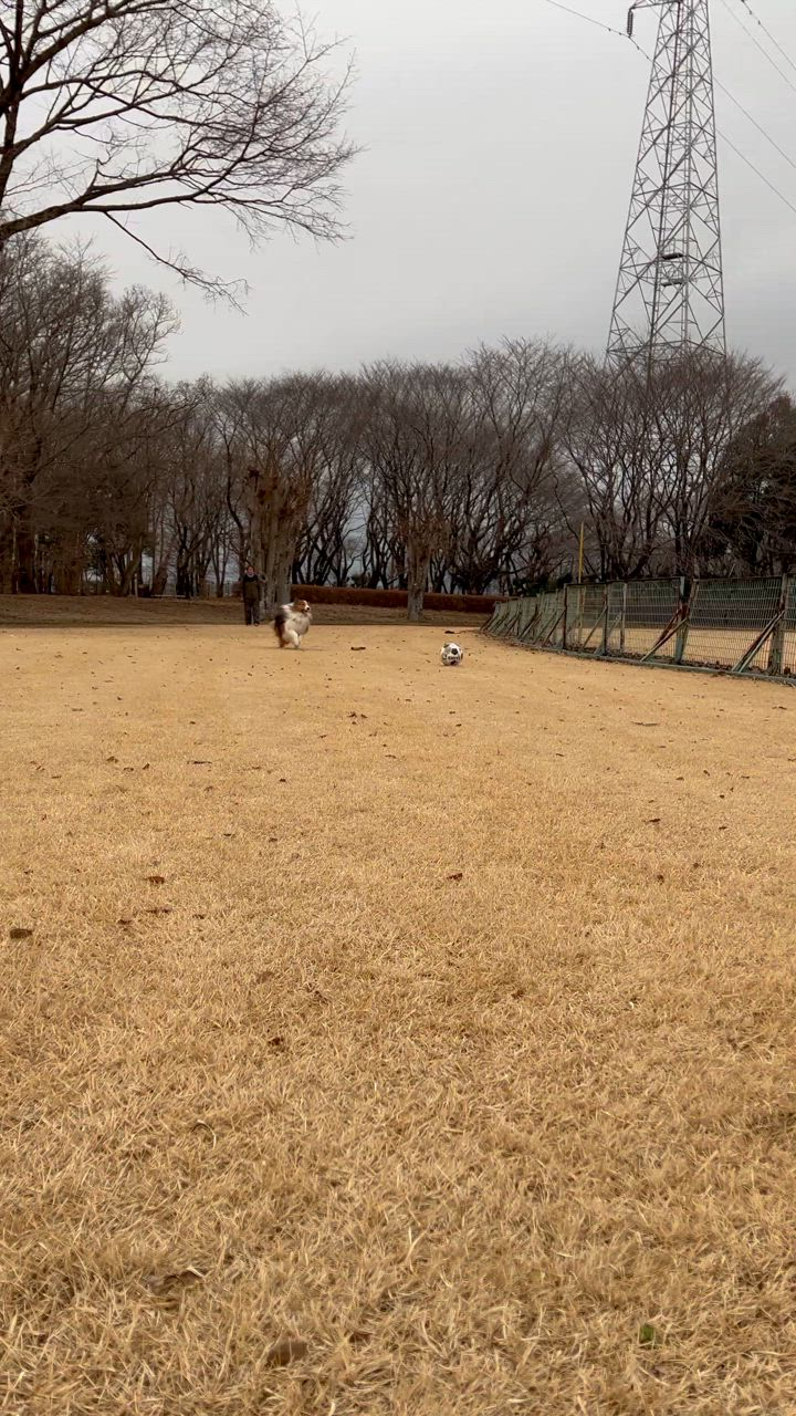 全体のレビュー動画のサムネイル | 11