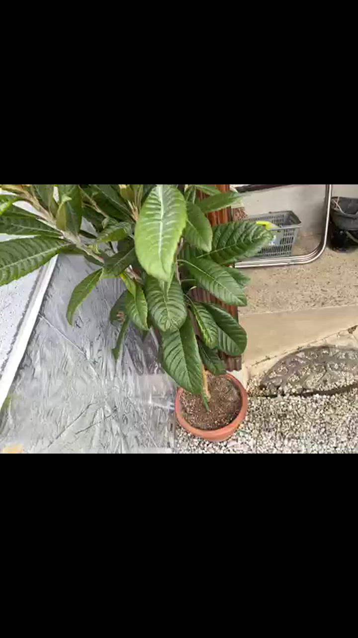 全体のレビュー動画のサムネイル | 0