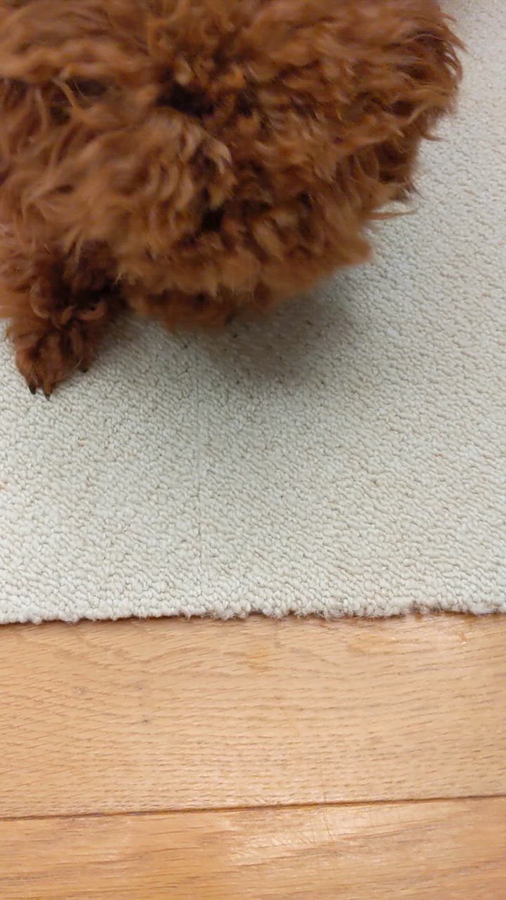 全体のレビュー動画のサムネイル | 0