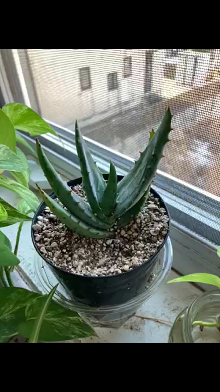 アロエ フェロックス : plantlife - 通販 - Yahoo!ショッピング