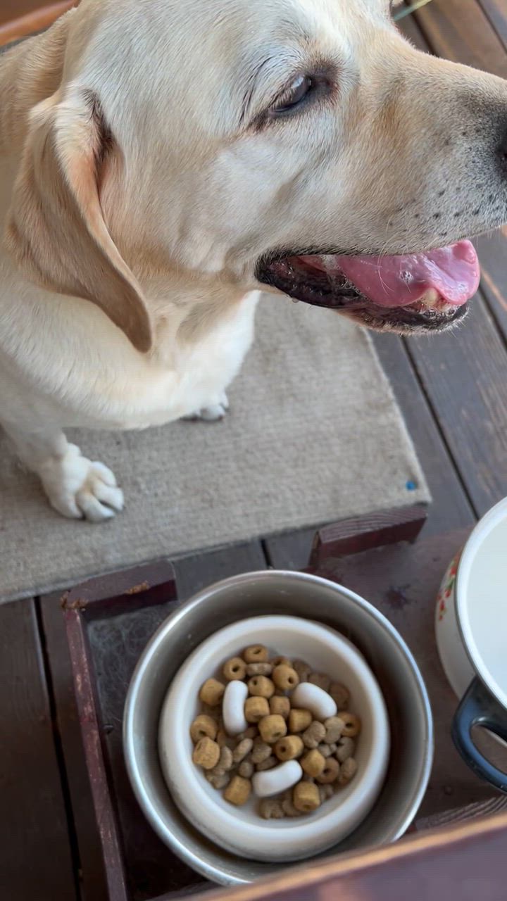 ロイヤルカナン ラブラドールレトリバー ステアライズド 成犬 ロイヤルカナン ラブラドールレトリバー ステアライズド 成犬