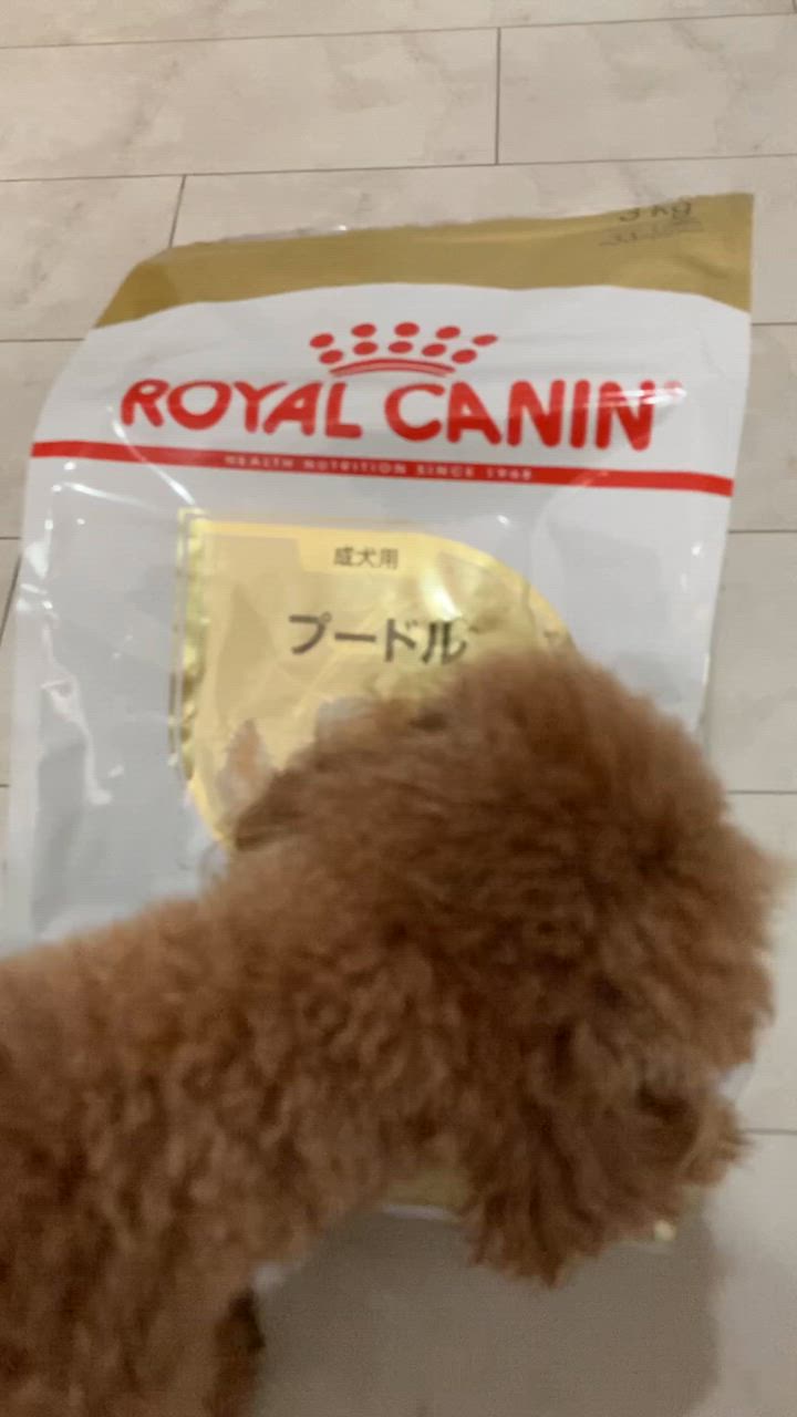 ロイヤルカナン プードル 成犬用 3kg (犬・ドッグ) [正規品] 犬 ドライフード ドッグフード : 77450118 :  スイートペットYahoo!店 - 通販 - Yahoo!ショッピング