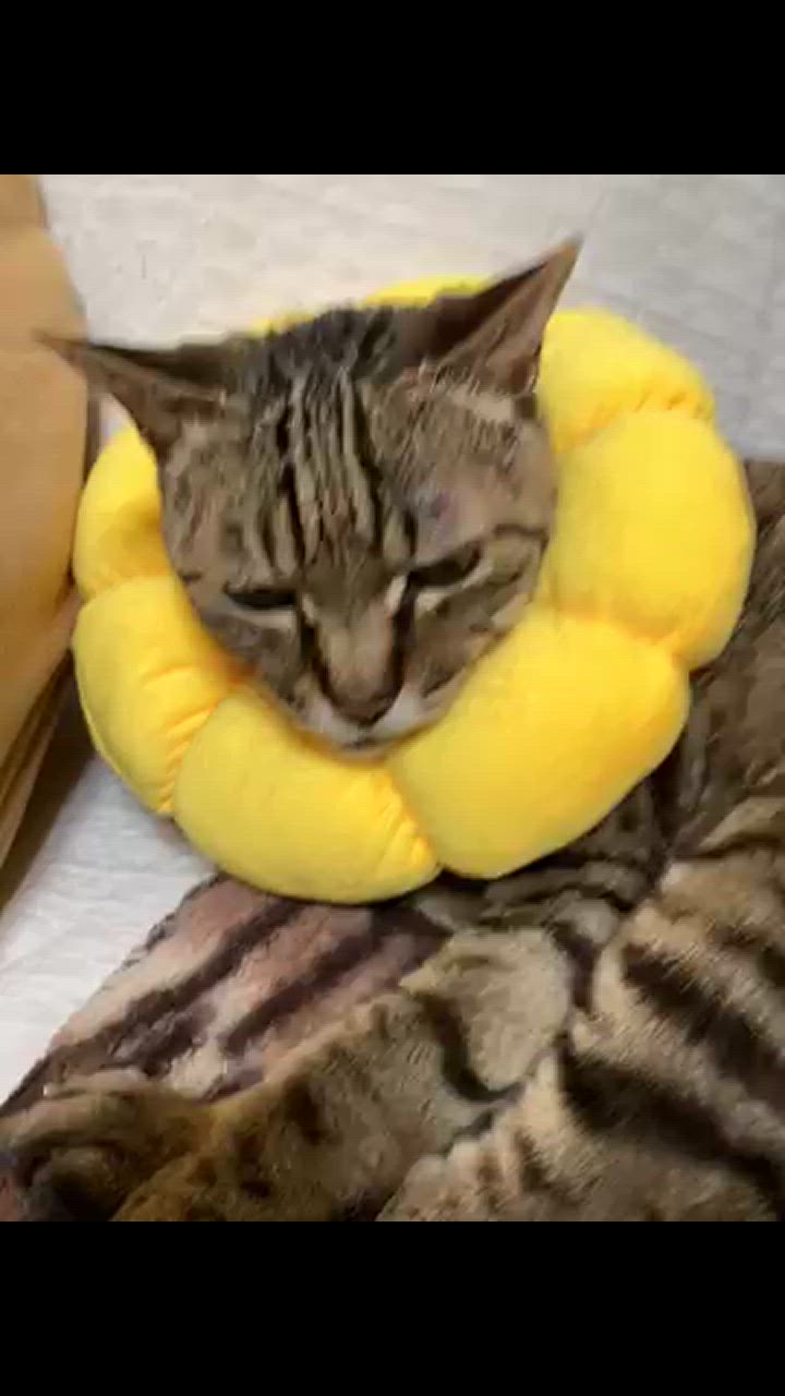 全体のレビュー動画のサムネイル | 0