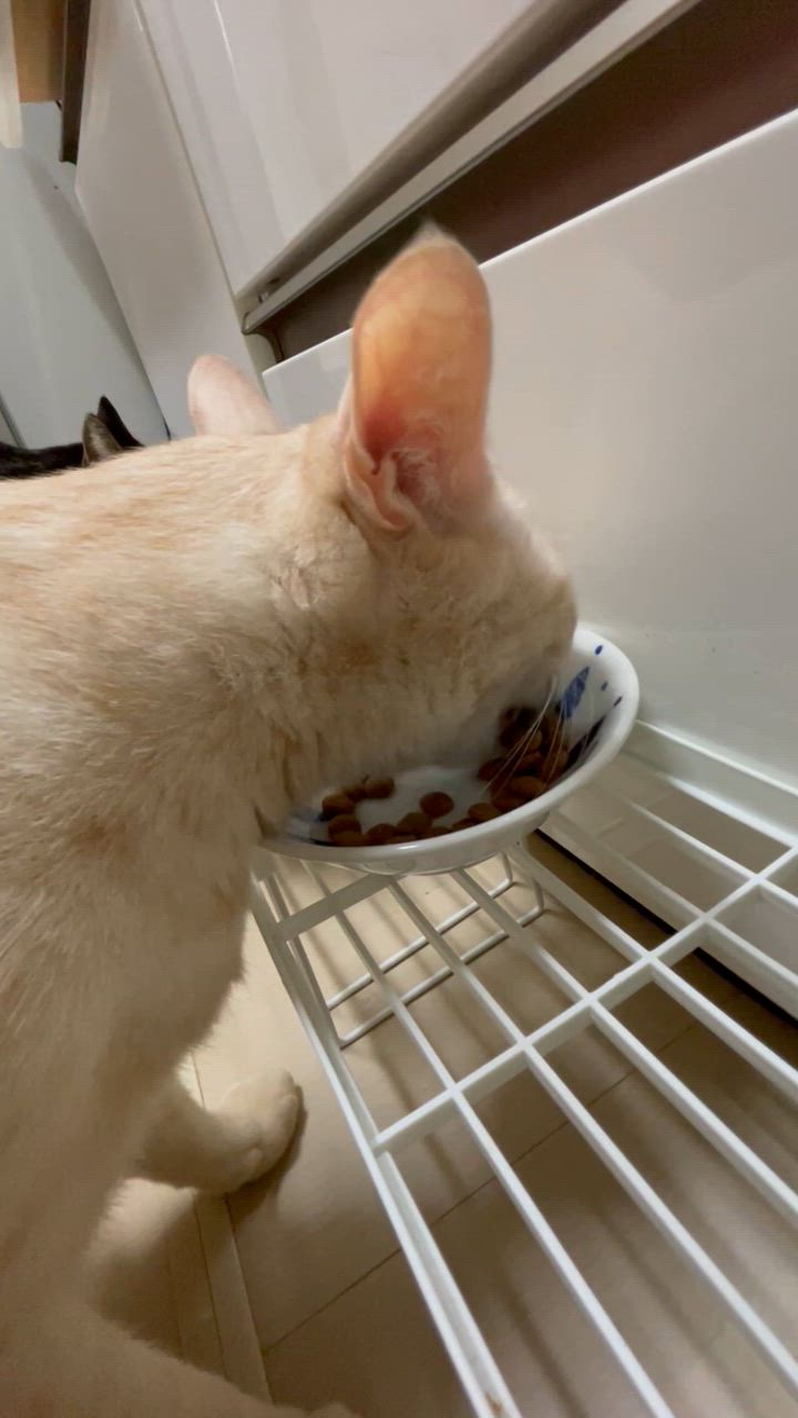 糖コントロール ロイヤルカナン 療法食 猫用 ドライ 4kg 糖コントロール ロイヤルカナン 療法食 猫用 ドライ 4kg