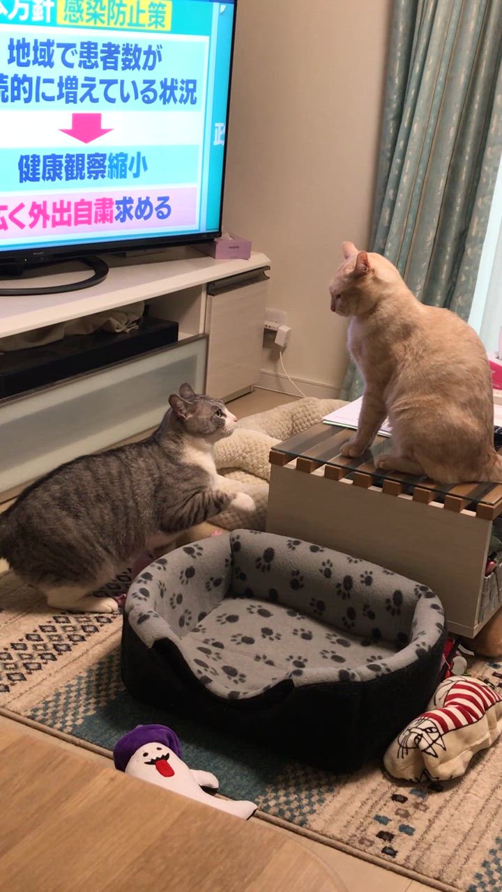 糖コントロール ロイヤルカナン 療法食 猫用 ドライ 4kg 糖コントロール ロイヤルカナン 療法食 猫用 ドライ 4kg
