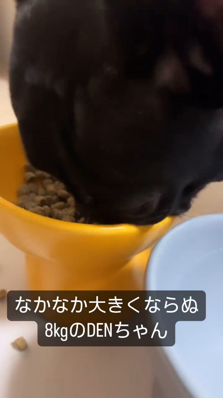 全体のレビュー動画のサムネイル | 8