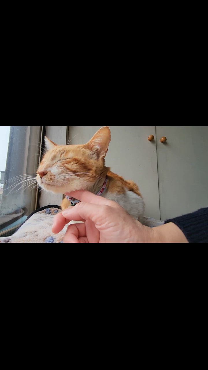 1件目のレビュー動画のサムネイル | 0