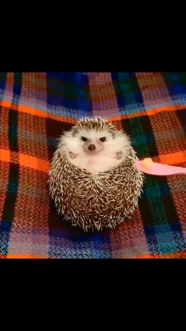 1件目のレビュー動画のサムネイル | 0