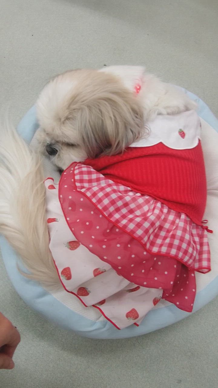 PET PARADISE 犬 服 春夏 ワンピース 小型犬 苺 刺繍 スカラップ