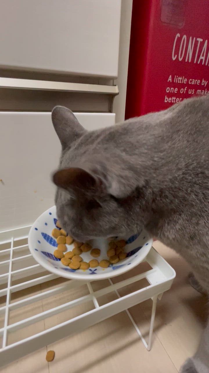 糖コントロール ロイヤルカナン 療法食 猫用 ドライ 4kg 糖コントロール ロイヤルカナン 療法食 猫用 ドライ 4kg