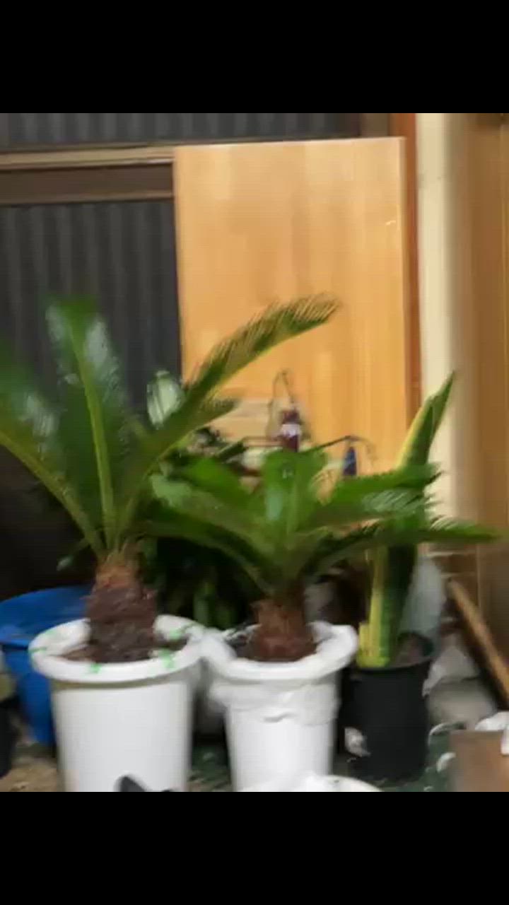 観葉植物 ソテツ 蘇鉄 8号鉢苗 大型種類 庭木 風水 地植え 観葉植物 ソテツ 蘇鉄 8号鉢苗 大型種類 庭木 風水 地植え