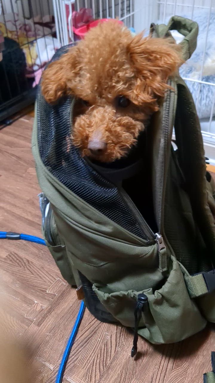 ⭐︎値下げ中⭐︎ペットパラダイス　FLYING ACE スヌーピー 犬用バックパック スヌーピー ハグ＆リュック キャリーバッグ 《フライング柄
