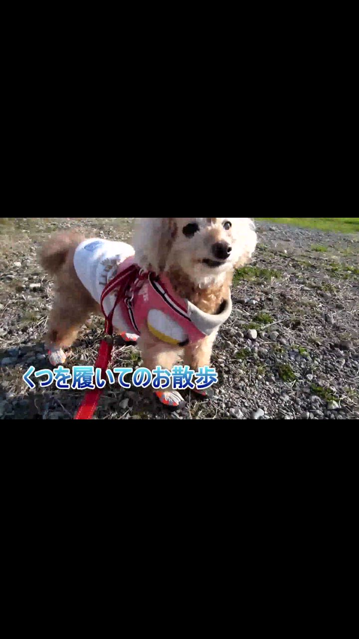 全体のレビュー動画のサムネイル | 8