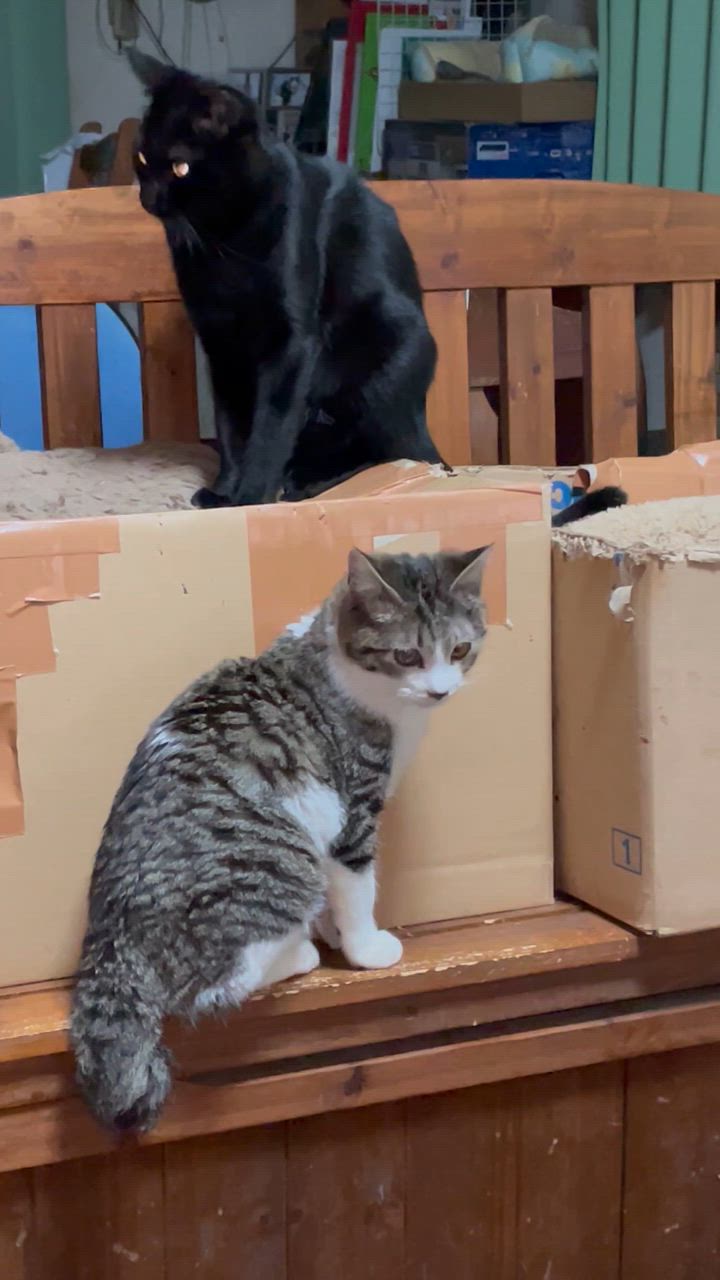 ユリナリーS/O 4kg2袋 ROYAL CANIN - ロイヤルカナン☆ユリナリーS/O 4kg2袋の通販 by