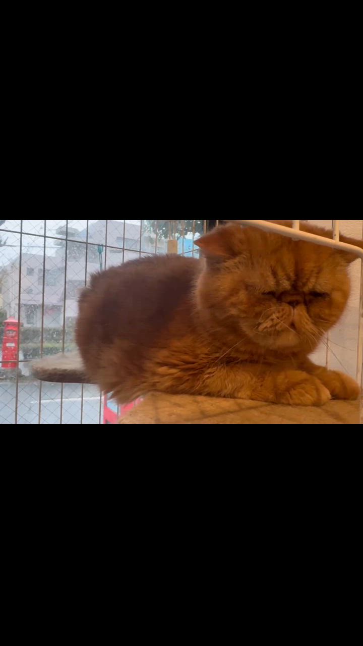 全体のレビュー動画のサムネイル | 1