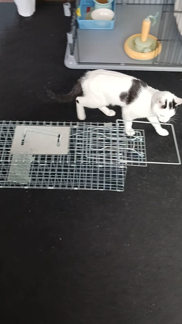 全体のレビュー動画のサムネイル | 2