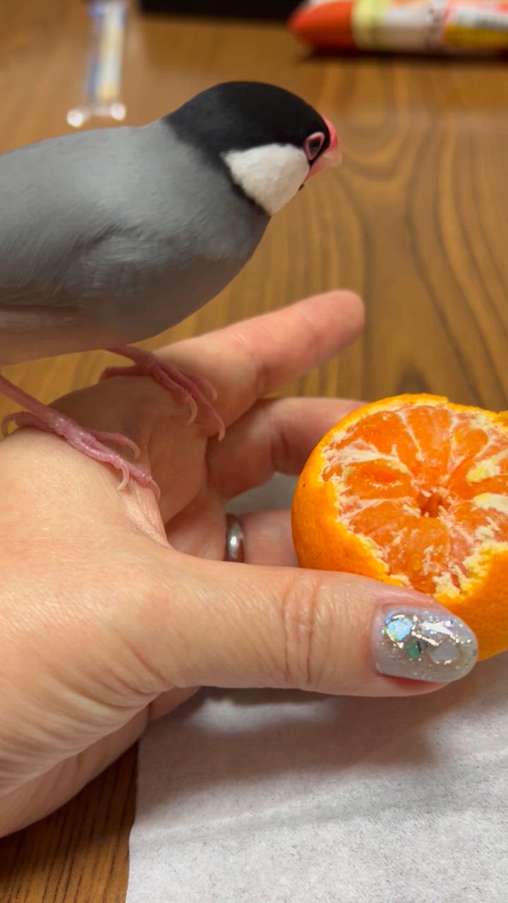 はるみ 小玉（Sサイズ以下）10kg（箱込約10kg）和歌山県産 訳