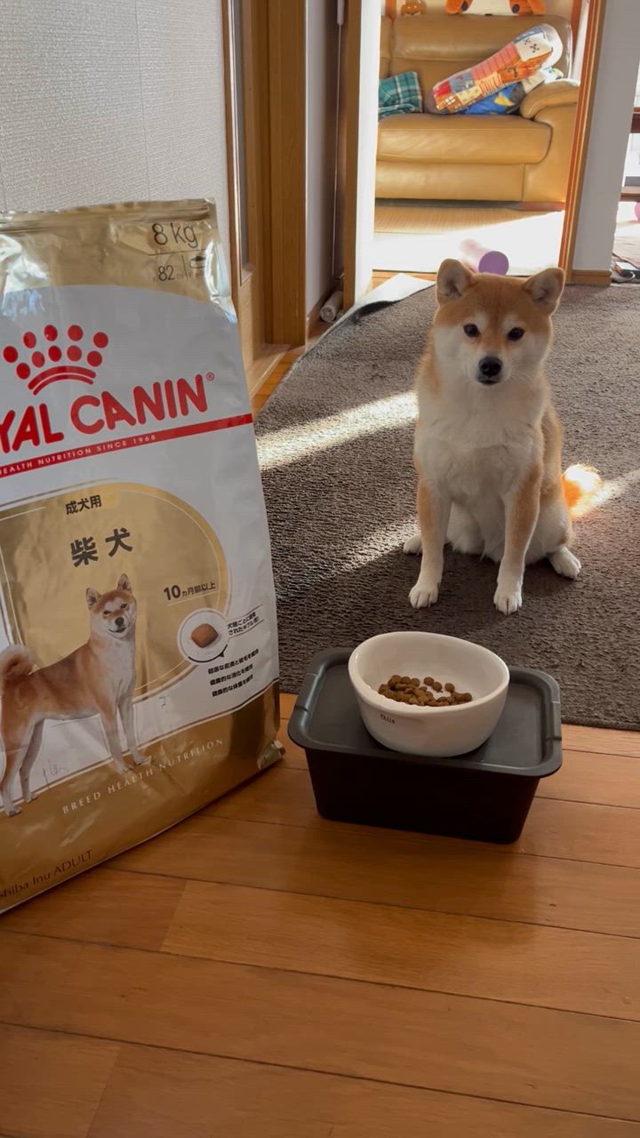 ロイヤルカナン 柴犬　成犬～高齢犬用【８キロ】 Amazon.co.jp: ロイヤルカナン BHN 柴犬 成犬・高齢犬用 8kg